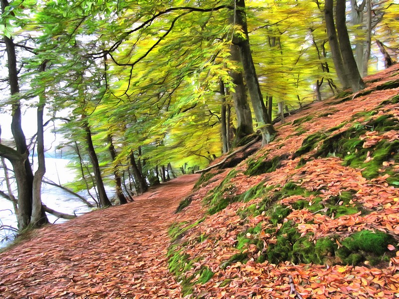 Herbstlicher Waldwanderweg